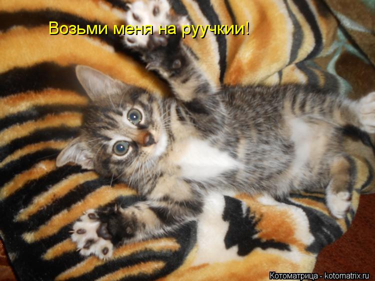 Возьми меня на руучкии!... Котоматрица: Возьми меня на руучкии!