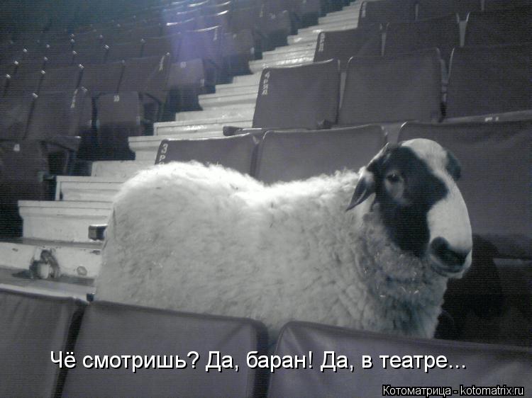Чё смотришь? Да, баран! Да, в театре...... Котоматрица: Чё смотришь? Да, баран! Да, в театре...