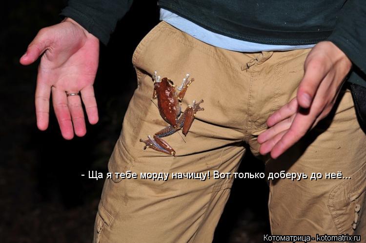 - Ща я тебе морду начищу! Вот только доберуь до неё...... Котоматрица: - Ща я тебе морду начищу! Вот только доберуь до неё...