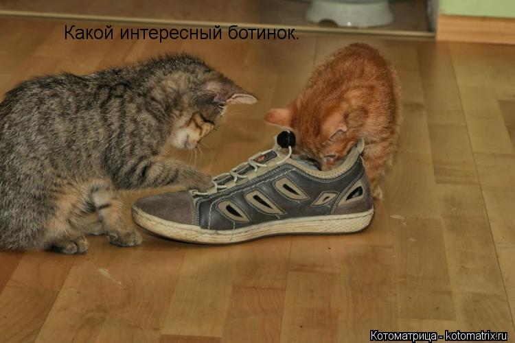 Какой интересный ботинок.... Котоматрица: Какой интересный ботинок.