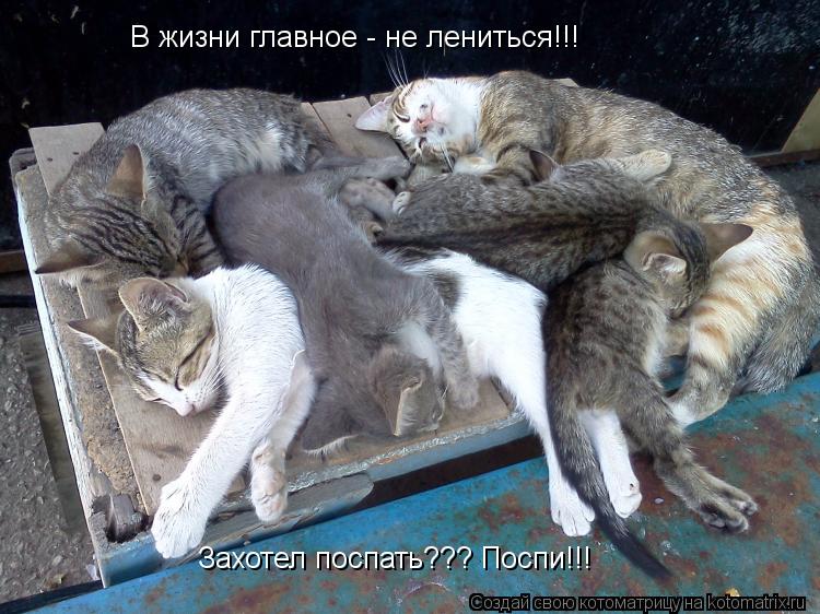 В жизни главное - не лениться!!! В жизни главное - не лениться!!! Захотел поспать??? Поспи!!!... Котоматрица: В жизни главное - не лениться!!! В жизни главное - не лениться!!! Захотел поспать??? Поспи!!!