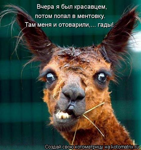 Вчера я был красавцем, потом попал в ментовку. Там меня и отоварили,... гады!... Котоматрица: Вчера я был красавцем, потом попал в ментовку. Там меня и отоварили,... гады!