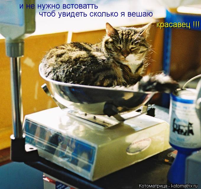 и не нужно встоватть чтоб увидеть сколько я вешаю красавец !!!... Котоматрица: и не нужно встоватть чтоб увидеть сколько я вешаю красавец !!!