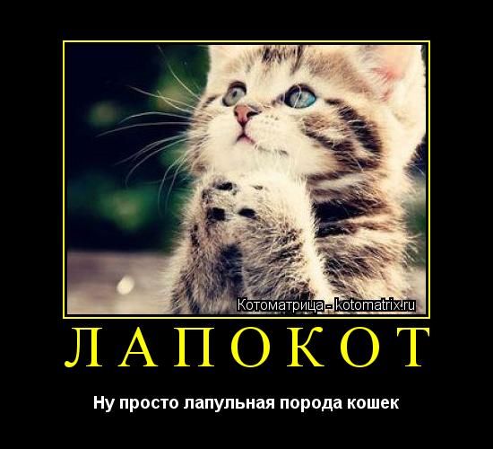 ЛАПОКОТ Ну просто лапульная порода кошек... Котоматрица: ЛАПОКОТ Ну просто лапульная порода кошек