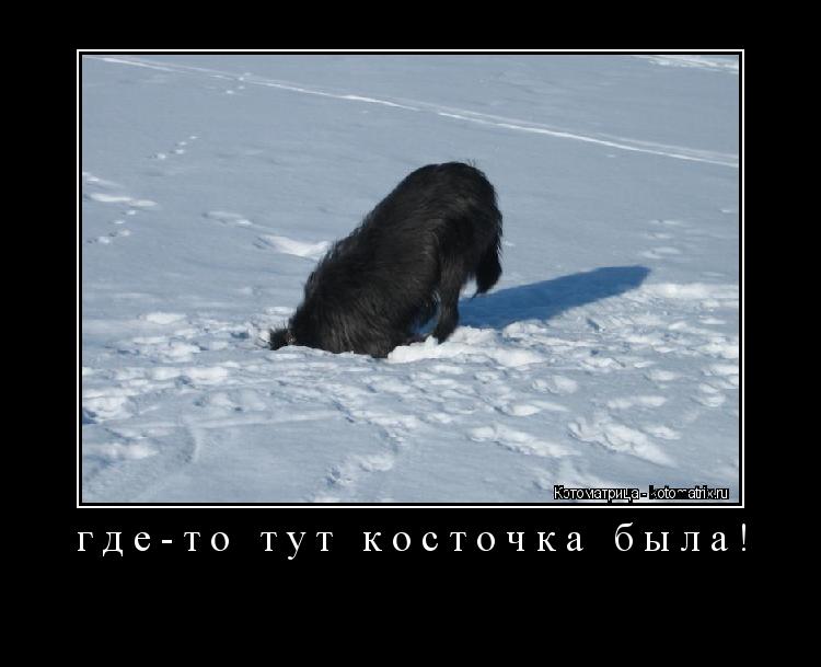 где-то тут косточка была! ... Котоматрица: где-то тут косточка была!