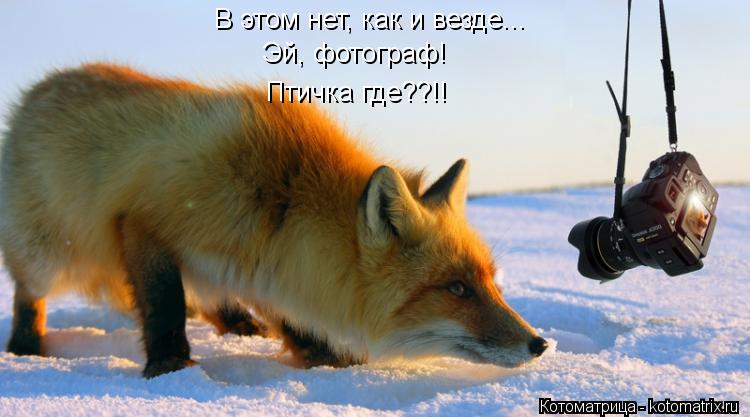 В этом нет, как и везде... Эй, фотограф! Птичка где??!!... Котоматрица: В этом нет, как и везде... Эй, фотограф! Птичка где??!!