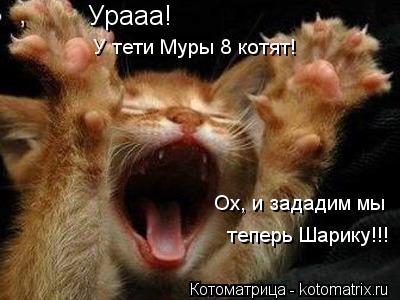 Урааа! Ох, и зададим мы теперь Шарику!!! У тети Муры 8 котят!... Котоматрица: Урааа! Ох, и зададим мы теперь Шарику!!! У тети Муры 8 котят!
