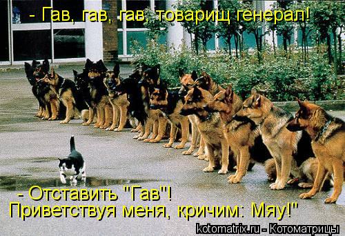 - Гав, гав, гав, товарищ генерал! - Отставить "Гав"! Приветствуя меня, кричим: Мяу!"... Котоматрица: - Гав, гав, гав, товарищ генерал! - Отставить "Гав"! Приветствуя меня, кричим: Мяу!"