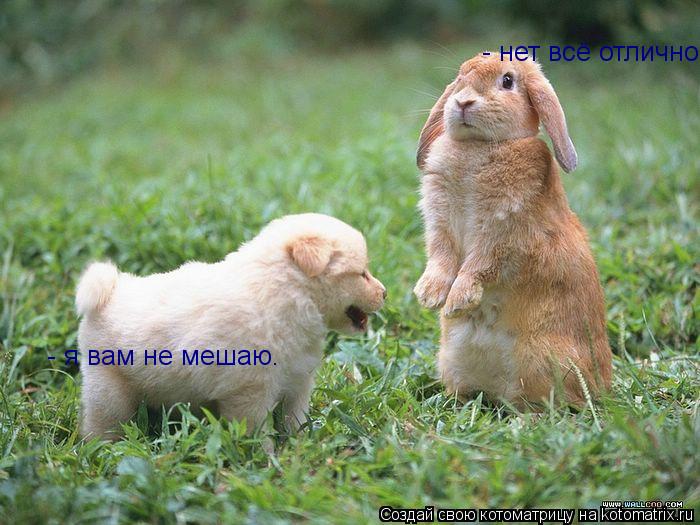 Котоматрица: - я вам не мешаю. - нет всё отлично