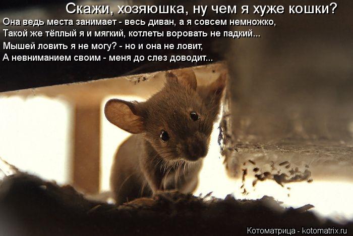 Такой же тёплый я и мягкий, котлеты воровать не падкий... Скажи, хозяюшка, ну чем я хуже кошки? Мышей... Котоматрица: Такой же тёплый я и мягкий, котлеты воровать не падкий... Скажи, хозяюшка, ну чем я хуже кошки? Мышей ловить я не могу? - но и она не ловит, Она ве