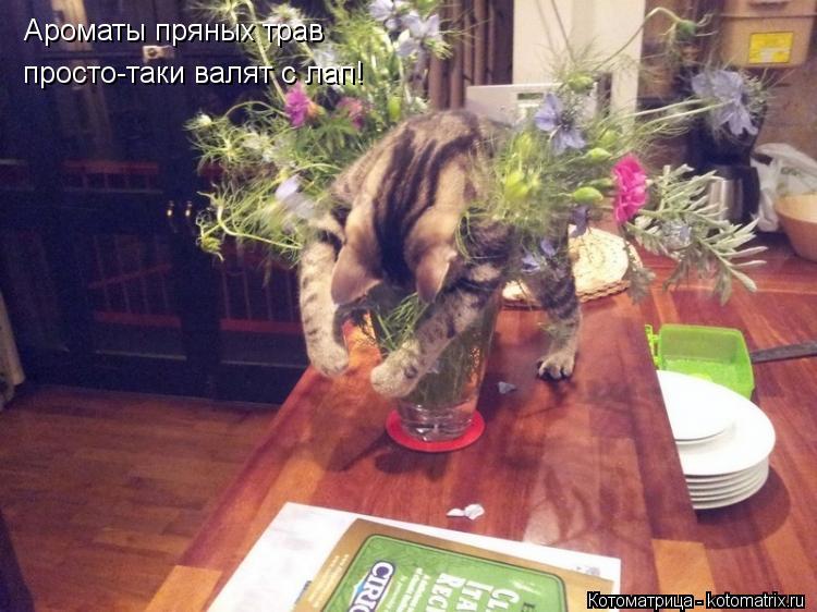 Ароматы пряных трав просто-таки валят с лап!... Котоматрица: Ароматы пряных трав просто-таки валят с лап!