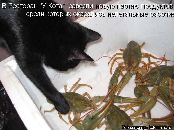В Ресторан "У Кота" завезли новую партию продуктов среди которых оказались нелегальные рабочие среди... Котоматрица: В Ресторан "У Кота" завезли новую партию продуктов среди которых оказались нелегальные рабочие среди которых оказались нелегальные рабоч
