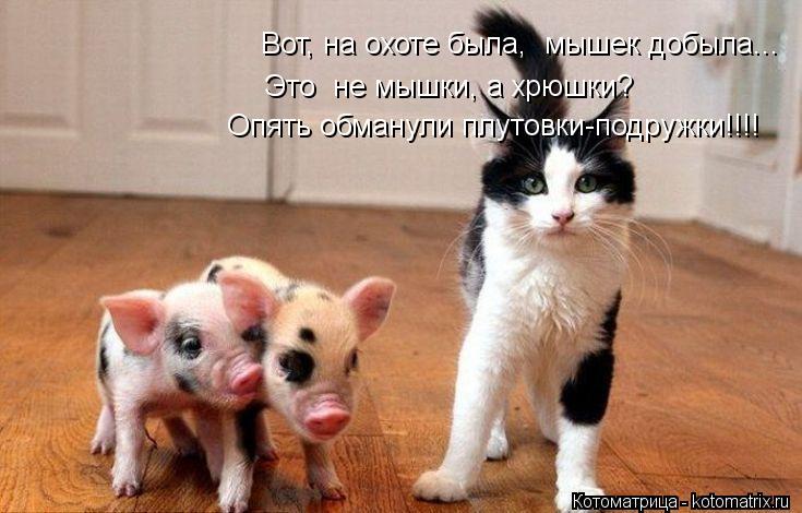 Вот, на охоте была, мышек добыла... Это не мышки, а хрюшки? Опять обманули плутовки-подружки!!!!... Котоматрица: Вот, на охоте была, мышек добыла... Это не мышки, а хрюшки? Опять обманули плутовки-подружки!!!!