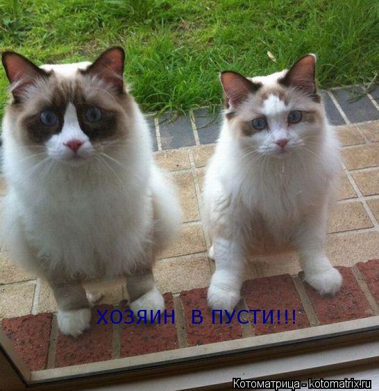 ХОЗЯИН В ПУСТИ!!!... Котоматрица: ХОЗЯИН В ПУСТИ!!!