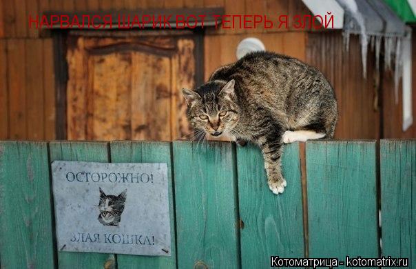 НАРВАЛСЯ ШАРИК ВОТ ТЕПЕРЬ Я ЗЛОЙ... Котоматрица: НАРВАЛСЯ ШАРИК ВОТ ТЕПЕРЬ Я ЗЛОЙ