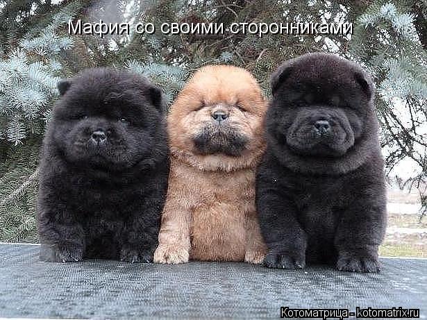 Мафия со своими сторонниками... Котоматрица: Мафия со своими сторонниками