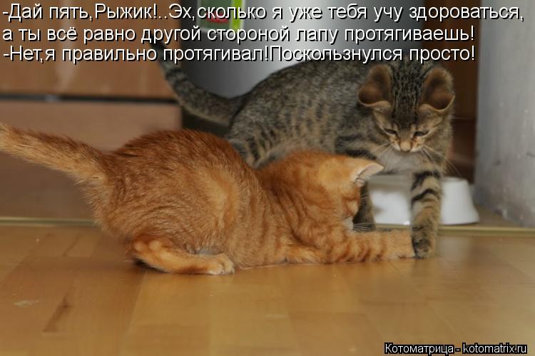 -Дай пять,Рыжик!..Эх,сколько я уже тебя учу здороваться, а ты всё равно другой стороной лапу протягив... Котоматрица: -Дай пять,Рыжик!..Эх,сколько я уже тебя учу здороваться, а ты всё равно другой стороной лапу протягиваешь! -Нет,я правильно протягивал!Поскол