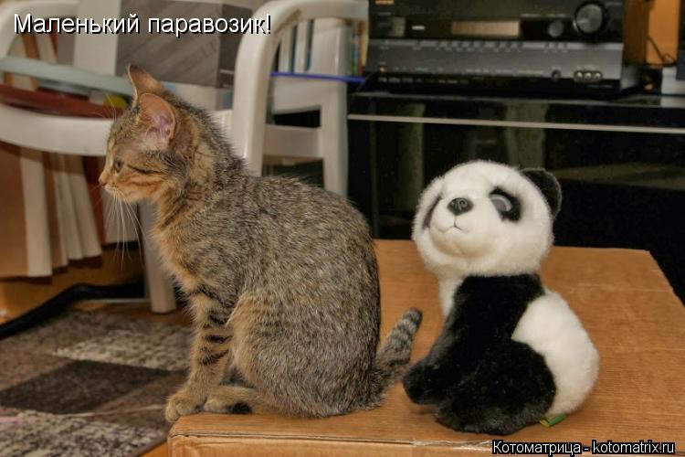 Маленький паравозик!... Котоматрица: Маленький паравозик!