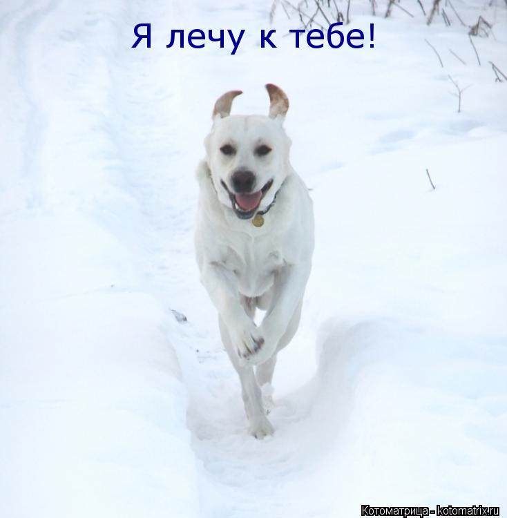 Я лечу к тебе!... Котоматрица: Я лечу к тебе!