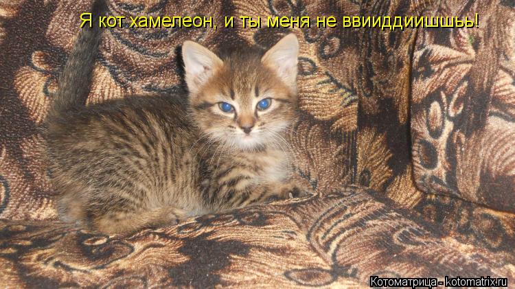 Я кот хамелеон, и ты меня не ввииддиишшьь!... Котоматрица: Я кот хамелеон, и ты меня не ввииддиишшьь!