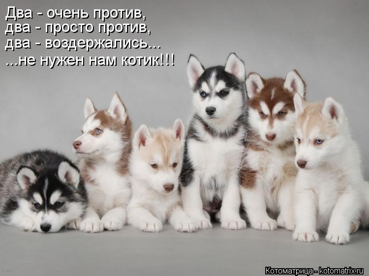 Два - очень против, два - просто против, два - воздержались... ...не нужен нам котик!!!... Котоматрица: Два - очень против, два - просто против, два - воздержались... ...не нужен нам котик!!!