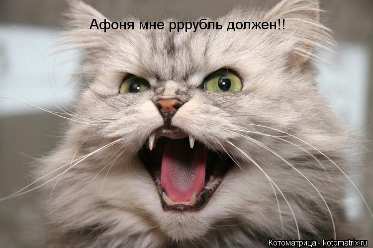 Афоня мне рррубль должен!!... Котоматрица: Афоня мне рррубль должен!!