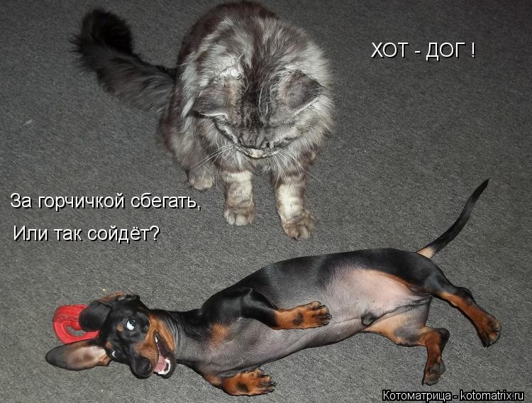 ХОТ - ДОГ ! За горчичкой сбегать, Или так сойдёт?... Котоматрица: ХОТ - ДОГ ! За горчичкой сбегать, Или так сойдёт?