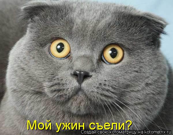 Мой ужин съели?... Котоматрица: Мой ужин съели?