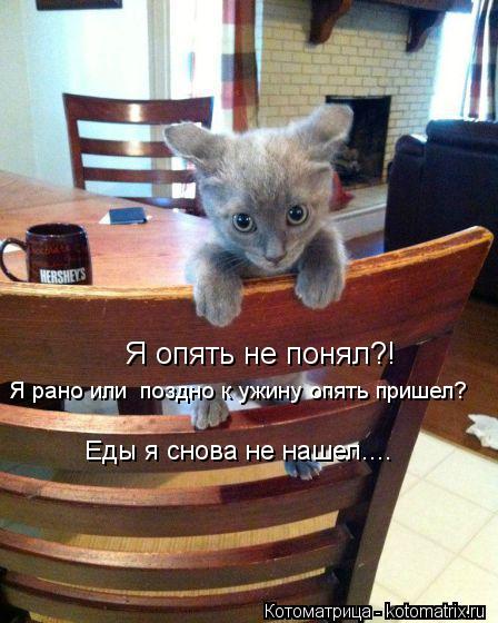 Я опять не понял?! Я рано или поздно к ужину опять пришел? Еды я снова не нашел....... Котоматрица: Я опять не понял?! Я рано или поздно к ужину опять пришел? Еды я снова не нашел....