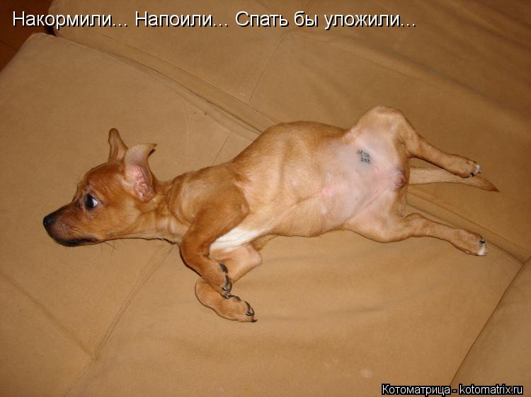 Накормили... Напоили... Спать бы уложили...... Котоматрица: Накормили... Напоили... Спать бы уложили...