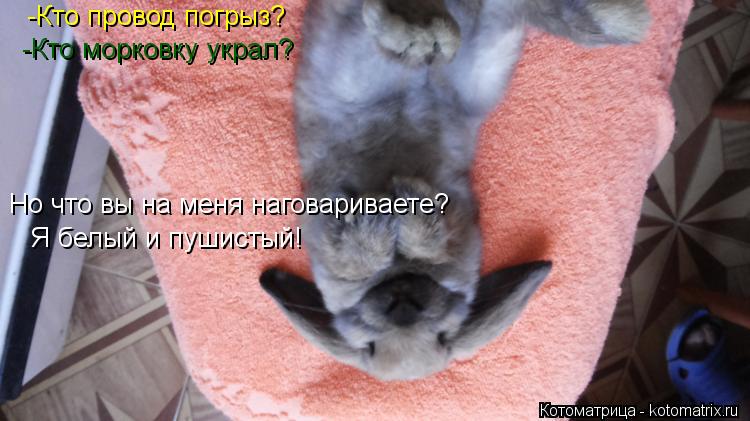 Я белый и пушистый! -Кто провод погрыз? -Кто морковку украл? Но что вы на меня наговариваете?... Котоматрица: Я белый и пушистый! -Кто провод погрыз? -Кто морковку украл? Но что вы на меня наговариваете?