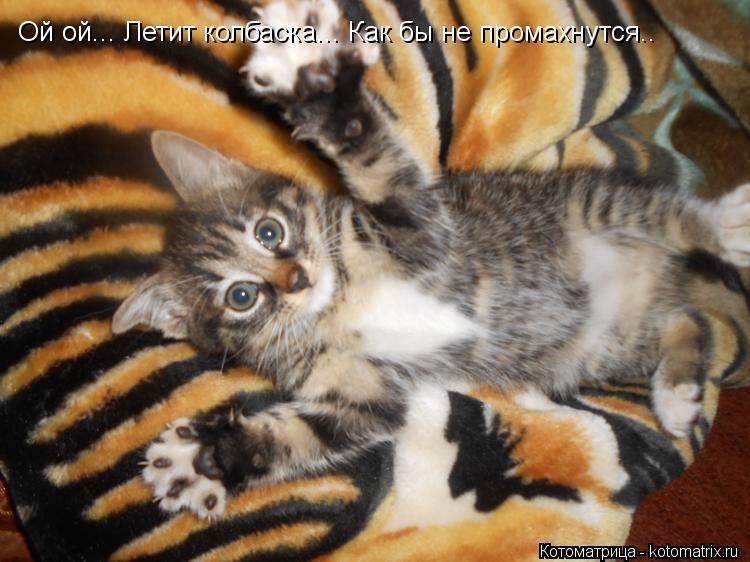 Ой ой... Летит колбаска... Как бы не промахнутся..... Котоматрица: Ой ой... Летит колбаска... Как бы не промахнутся..