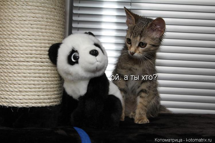 ой. а ты хто?... Котоматрица: ой. а ты хто?