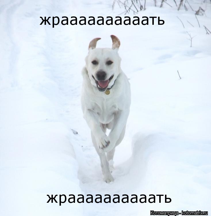жраааааааааать жраааааааааать... Котоматрица: жраааааааааать жраааааааааать
