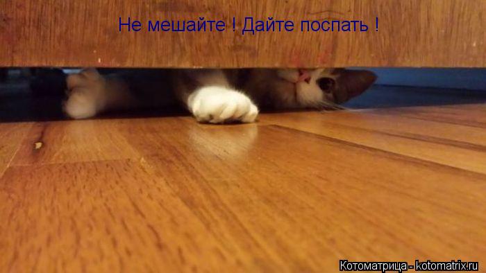 Не мешайте ! Дайте поспать !... Котоматрица: Не мешайте ! Дайте поспать !