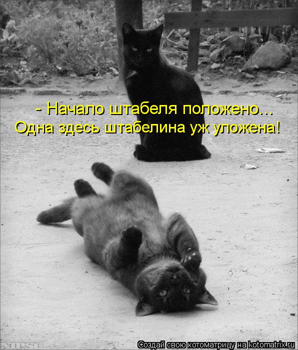 - Начало штабеля положено... Одна здесь штабелина уж уложена!... Котоматрица: - Начало штабеля положено... Одна здесь штабелина уж уложена!