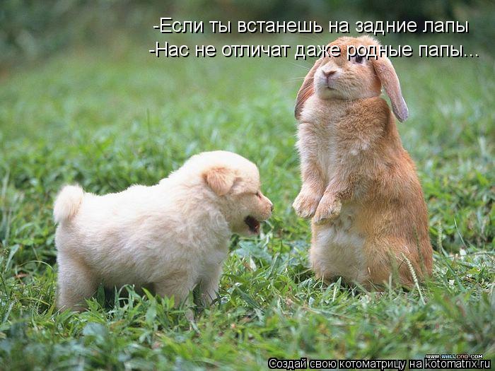 -Если ты встанешь на задние лапы -Нас не отличат даже родные папы...... Котоматрица: -Если ты встанешь на задние лапы -Нас не отличат даже родные папы...