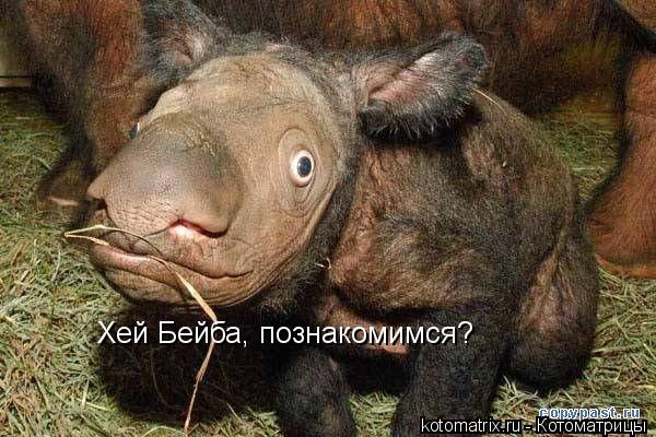 Хей Бейба, познакомимся?... Котоматрица: Хей Бейба, познакомимся?