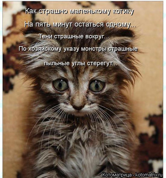 Как страшно маленькому котику На пять минут остаться одному... Тени страшные вокруг... По хозяйскому ... Котоматрица: Как страшно маленькому котику На пять минут остаться одному... Тени страшные вокруг... По хозяйскому указу монстры страшные пыльные углы сте