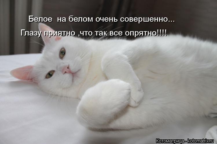 Белое на белом очень совершенно... Глазу приятно ,что так все опрятно!!!!... Котоматрица: Белое на белом очень совершенно... Глазу приятно ,что так все опрятно!!!!