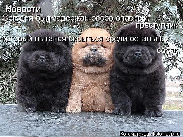 Новости Сегодня был задержан особо опасный преступник который пытался скрыться среди остальных собак... Котоматрица: Новости Сегодня был задержан особо опасный преступник который пытался скрыться среди остальных собак