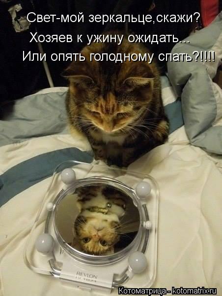 Свет-мой зеркальце,скажи? Хозяев к ужину ожидать... Или опять голодному спать?!!!!... Котоматрица: Свет-мой зеркальце,скажи? Хозяев к ужину ожидать... Или опять голодному спать?!!!!