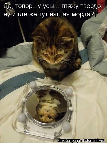 Да, топорщу усы... гляжу твердо... ну и где же тут наглая морда?!... Котоматрица: Да, топорщу усы... гляжу твердо... ну и где же тут наглая морда?!