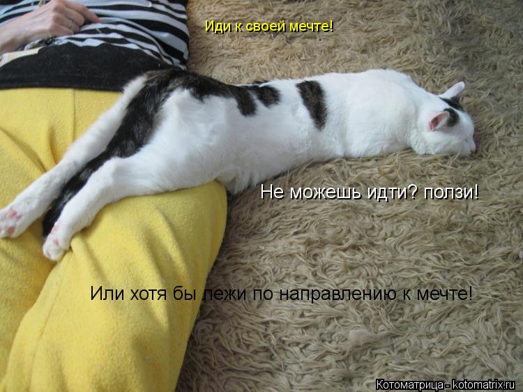 Иди к своей мечте! Не можешь идти? ползи! Или хотя бы лежи по направлению к мечте!... Котоматрица: Иди к своей мечте! Не можешь идти? ползи! Или хотя бы лежи по направлению к мечте!