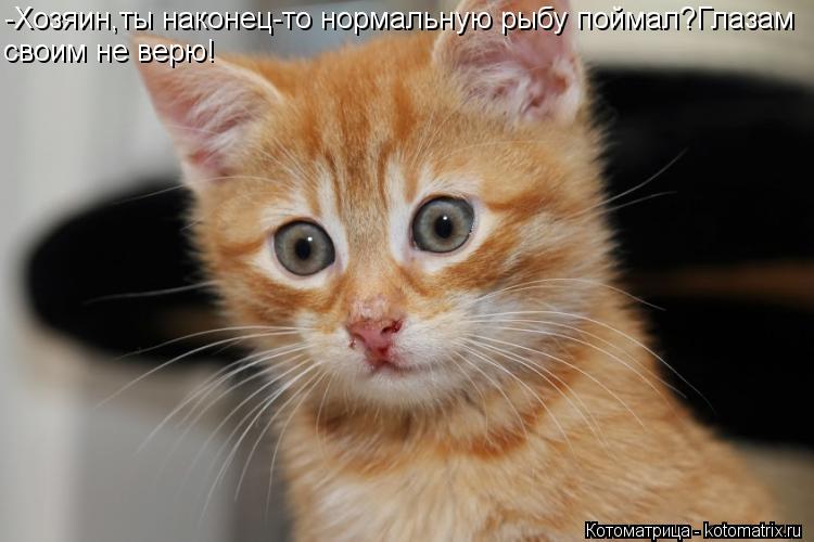 -Хозяин,ты наконец-то нормальную рыбу поймал?Глазам своим не верю!... Котоматрица: -Хозяин,ты наконец-то нормальную рыбу поймал?Глазам своим не верю!