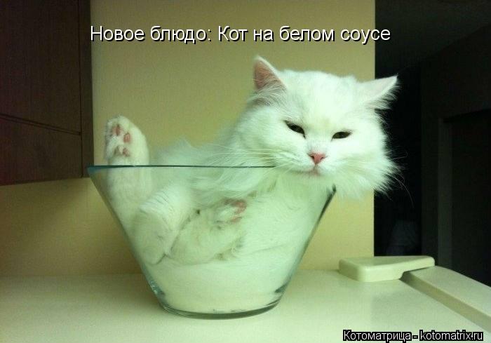 Новое блюдо: Кот на белом соусе... Котоматрица: Новое блюдо: Кот на белом соусе