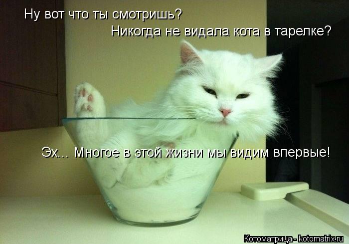 Ну вот что ты смотришь? Никогда не видала кота в тарелке? Эх... Многое в этой жизни мы видим впервые... Котоматрица: Ну вот что ты смотришь? Никогда не видала кота в тарелке? Эх... Многое в этой жизни мы видим впервые!