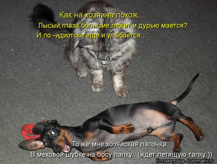 Как на хозяина похож.... Лысый,глаза большие,лежит и дурью мается? И по -идиотски еще и улыбается... ... Котоматрица: Как на хозяина похож.... Лысый,глаза большие,лежит и дурью мается? И по -идиотски еще и улыбается... В меховой шубке на босу лапку...(ждет летящу
