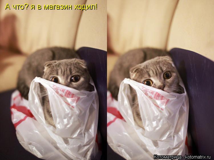 А что? я в магазин ходил!... Котоматрица: А что? я в магазин ходил!