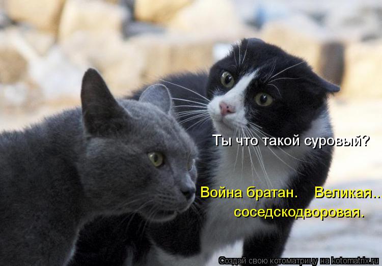 Ты что такой суровый? Война братан. Великая... соседскодворовая.... Котоматрица: Ты что такой суровый? Война братан. Великая... соседскодворовая.